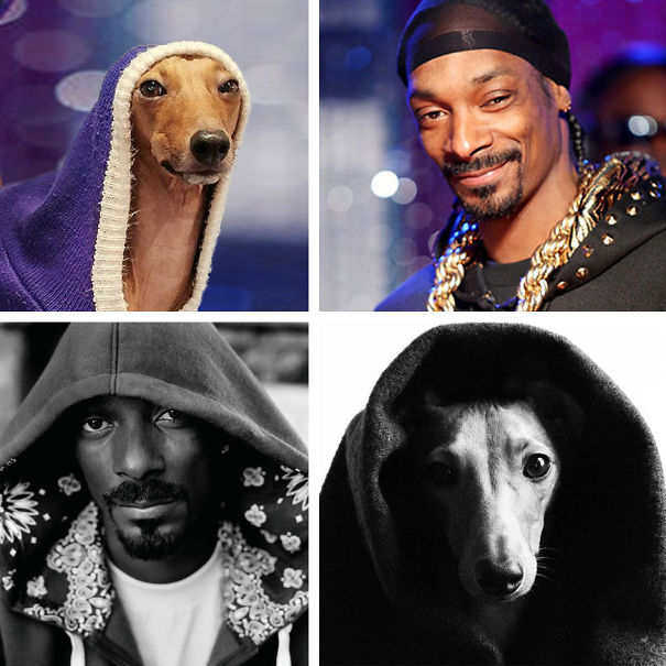 Snoop-5921f5ef5265d.jpg