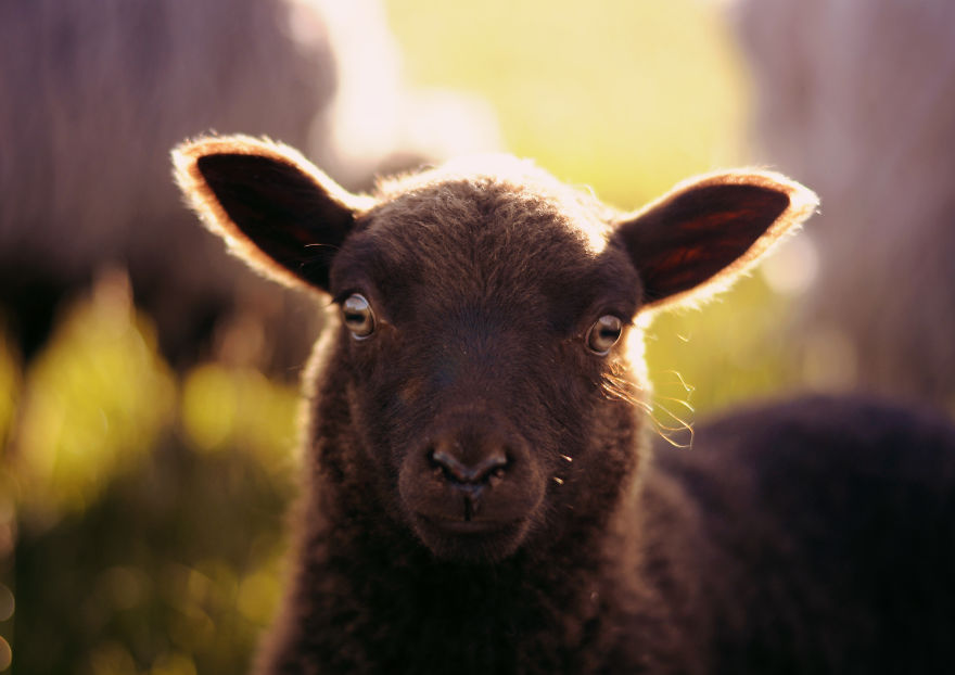 My Family Bought 72 Animals And Moved Up A Mountain