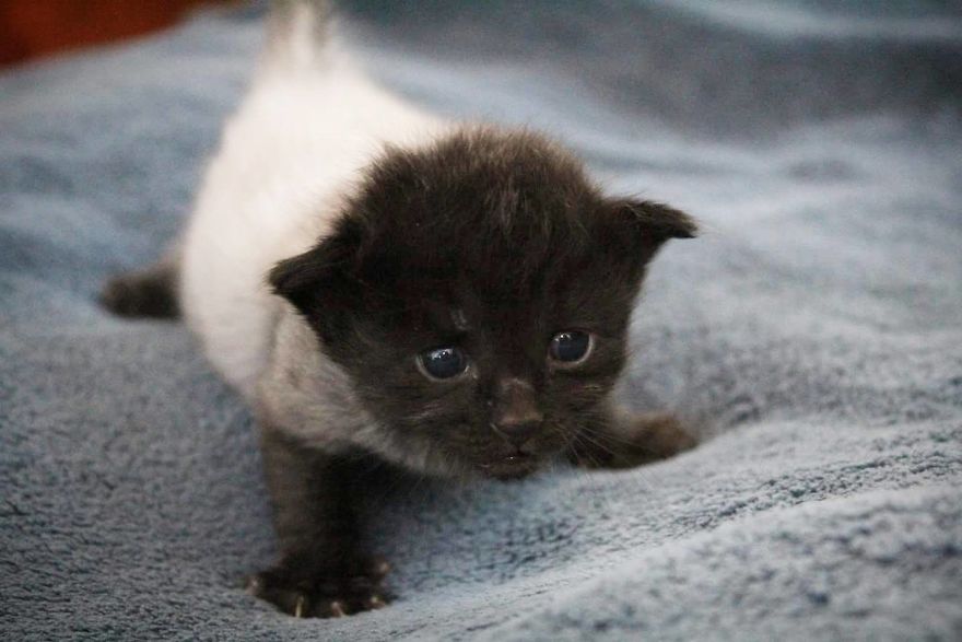 I Photographed The Most Adorable Color-Changing Kittens!