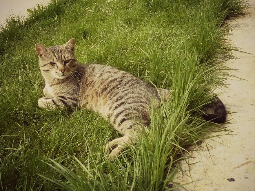 I Photograph Cats Captivated By Their Beauty And Uniqueness I Photograph Cats Captivated By Their Beauty And Uniqueness