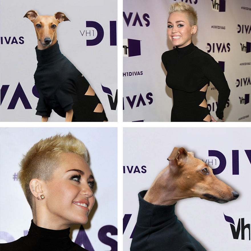 Who Wore It Better: Celebrity Dog Edition! Who Wore It Better: Celebrity Dog Edition!