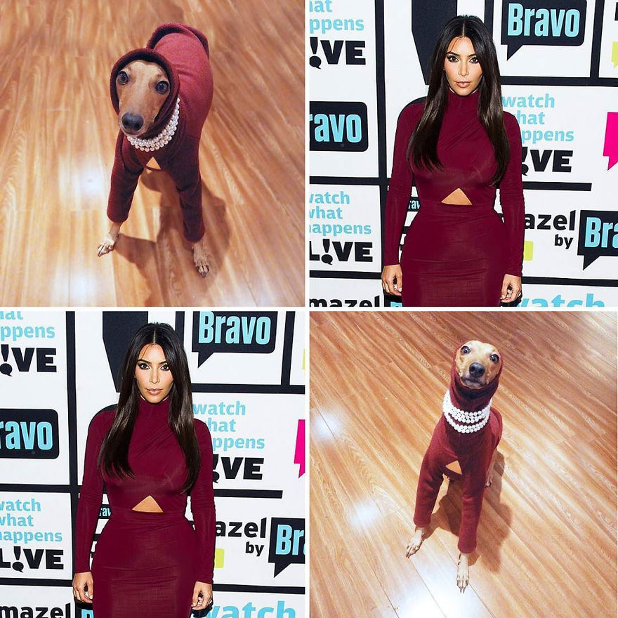 Who Wore It Better: Celebrity Dog Edition! Who Wore It Better: Celebrity Dog Edition!