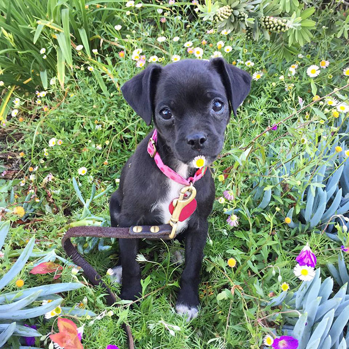 No One Wanted This Puppy Because It Was Different, So Hilary Duff Decided To Adopt It No One Wanted This Puppy Because It Was Different, So Hilary Duff Decided To Adopt It