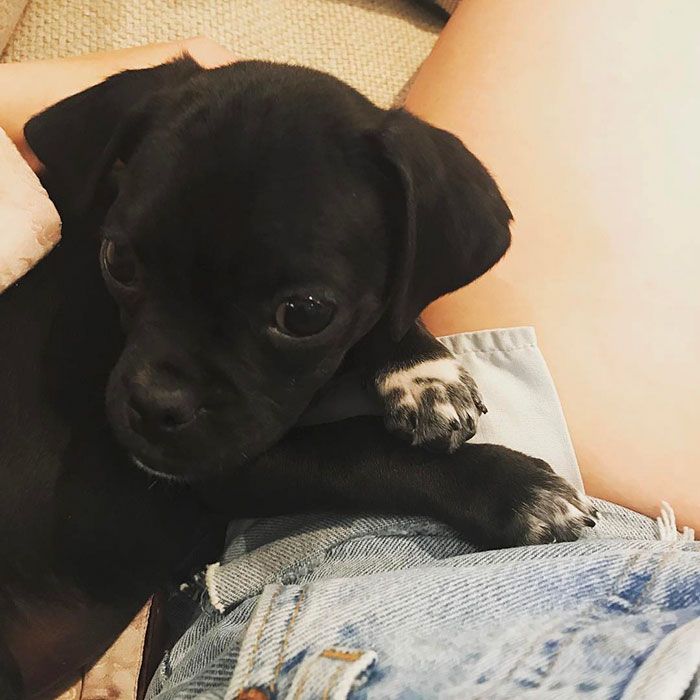 No One Wanted This Puppy Because It Was Different, So Hilary Duff Decided To Adopt It