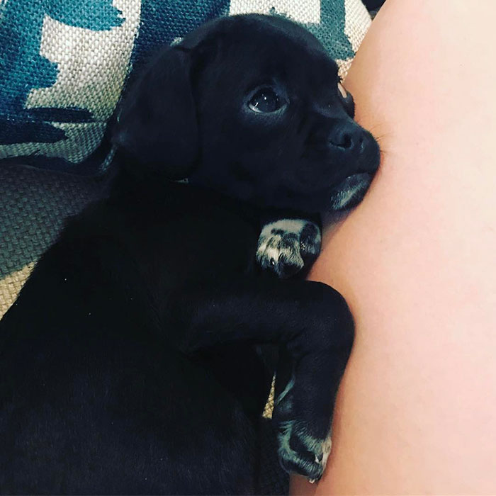 No One Wanted This Puppy Because It Was Different, So Hilary Duff Decided To Adopt It No One Wanted This Puppy Because It Was Different, So Hilary Duff Decided To Adopt It