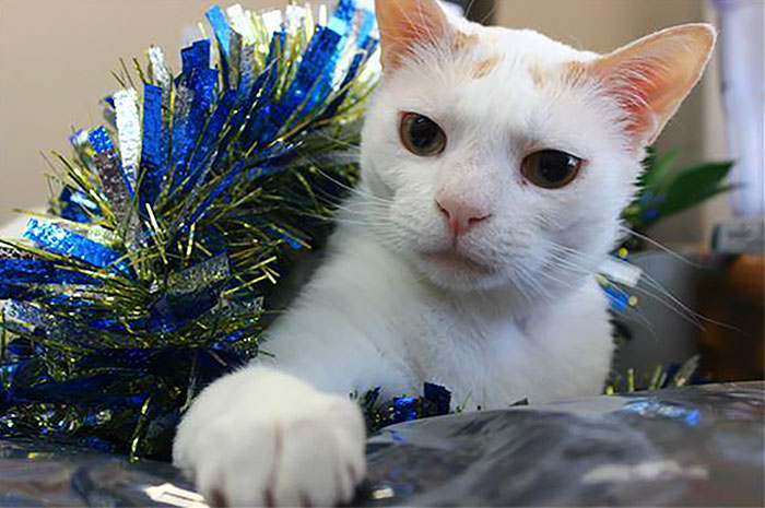 This Cat Has Been Waiting In Shelter For More Than 400 Days, So The Staff Came Up With A Plan This Cat Has Been Waiting In Shelter For More Than 400 Days, So The Staff Came Up With A Plan