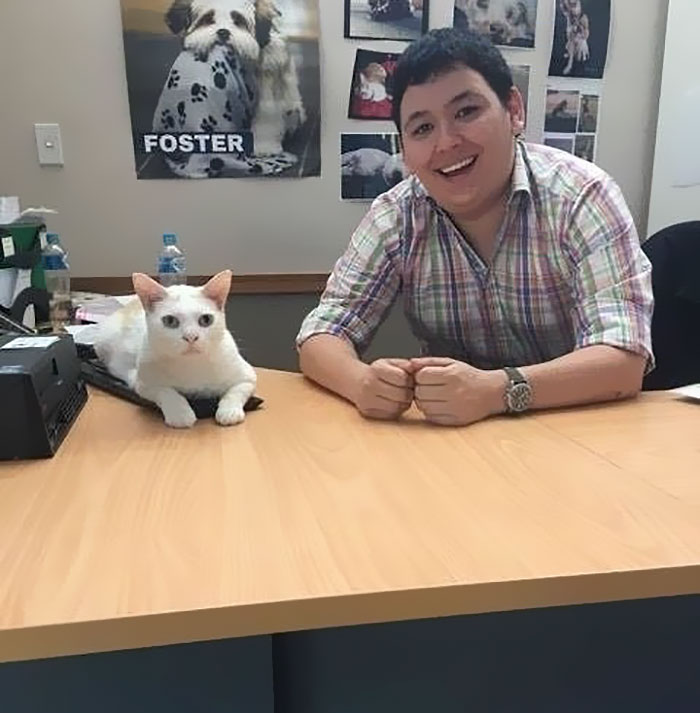 This Cat Has Been Waiting In Shelter For More Than 400 Days, So The Staff Came Up With A Plan