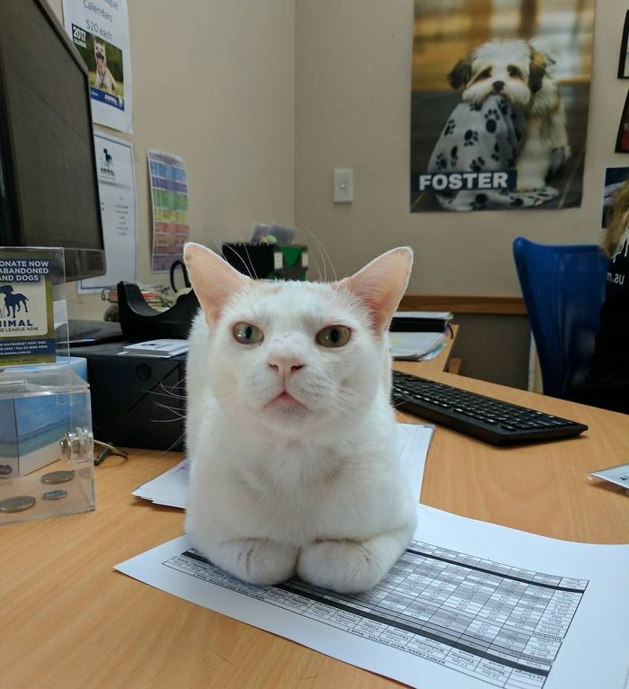 This Cat Has Been Waiting In Shelter For More Than 400 Days, So The Staff Came Up With A Plan This Cat Has Been Waiting In Shelter For More Than 400 Days, So The Staff Came Up With A Plan