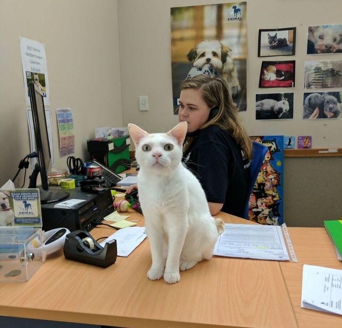 This Cat Has Been Waiting In Shelter For More Than 400 Days, So The Staff Came Up With A Plan This Cat Has Been Waiting In Shelter For More Than 400 Days, So The Staff Came Up With A Plan