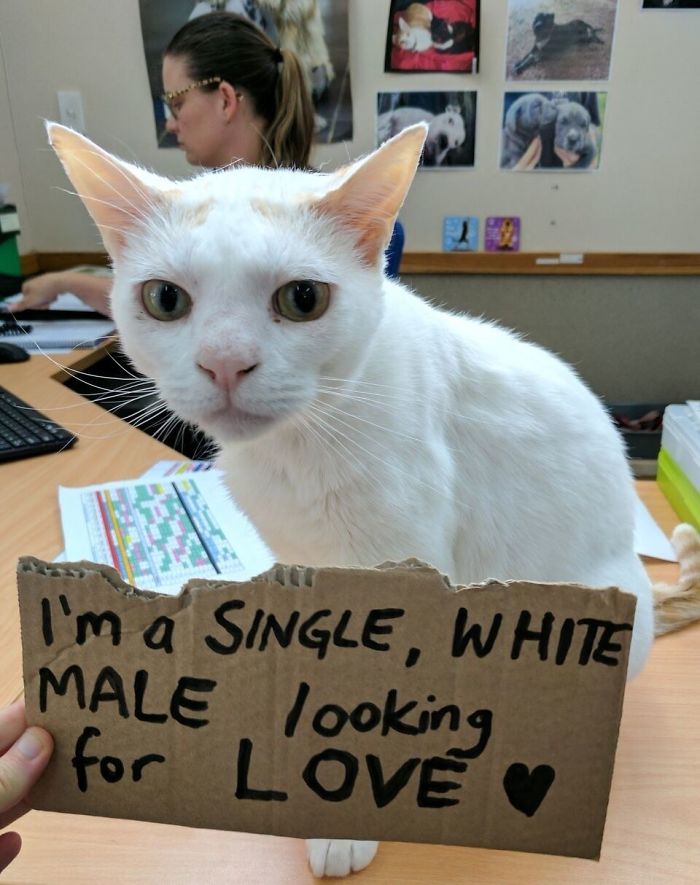 This Cat Has Been Waiting In Shelter For More Than 400 Days, So The Staff Came Up With A Plan This Cat Has Been Waiting In Shelter For More Than 400 Days, So The Staff Came Up With A Plan