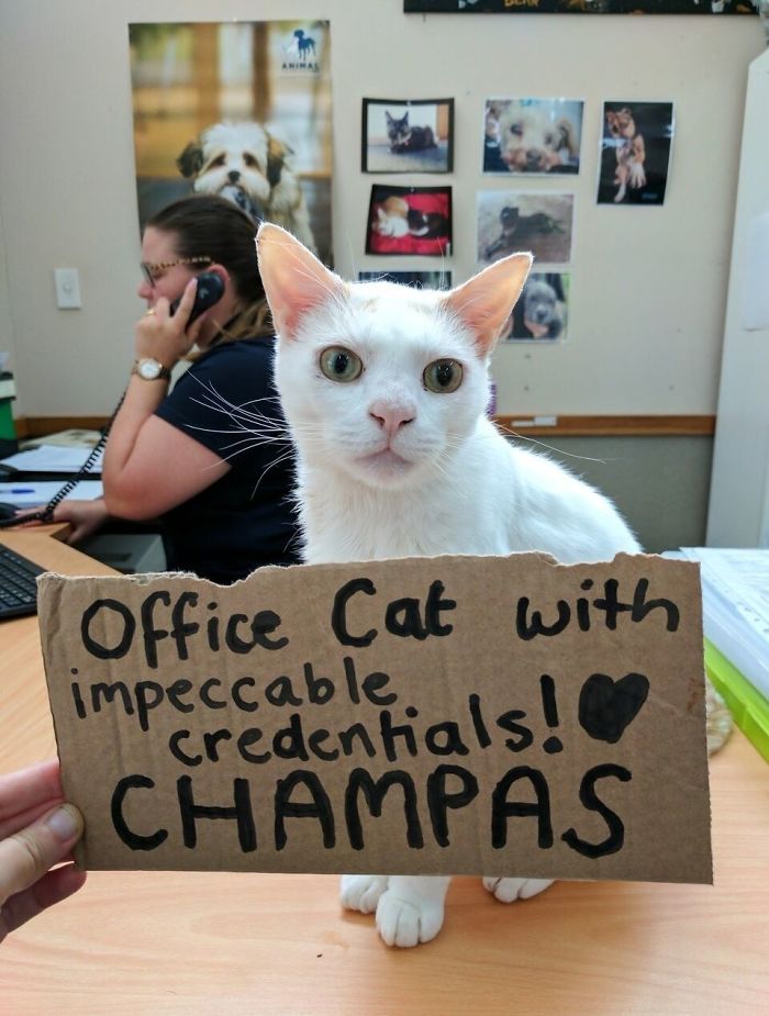 This Cat Has Been Waiting In Shelter For More Than 400 Days, So The Staff Came Up With A Plan This Cat Has Been Waiting In Shelter For More Than 400 Days, So The Staff Came Up With A Plan