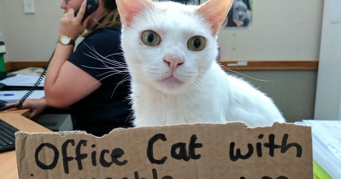 This Cat Has Been Waiting In Shelter For More Than 400 Days, So The Staff Came Up With A Plan