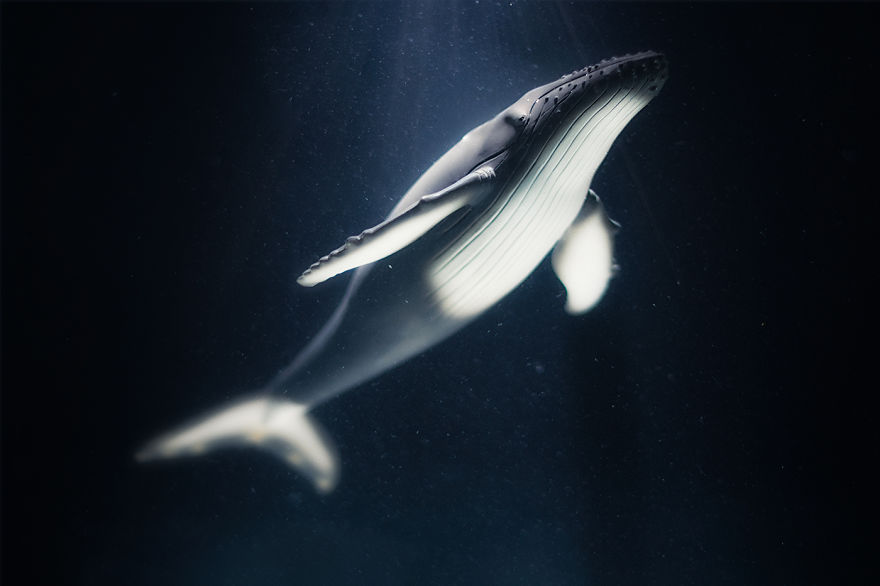 I Created Wildlife Photography In My Room! I Created Wildlife Photography In My Room!