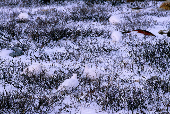 White-Tailed Ptarmigan