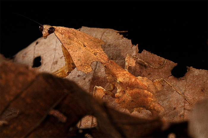 Leaf-Litter Mantid