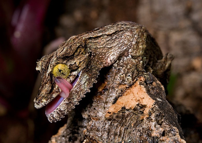 Mossy Leaf-Tailed Gecko