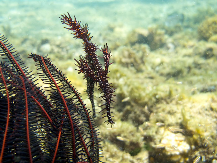 Ghost Pipefish