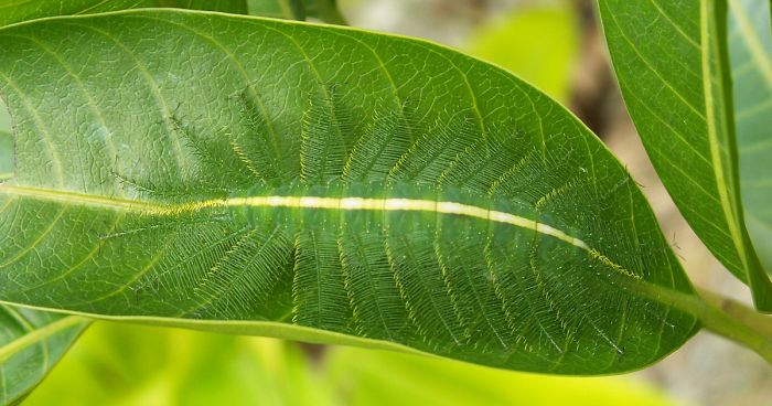 65 Unbelievable Examples of Animal Camouflage That Will Make You Look Twice