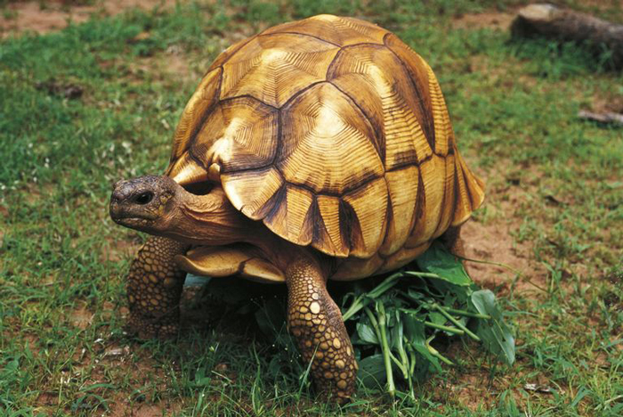 Angonoka Tortoise