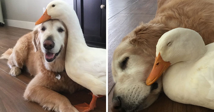 Esta sorprendente amistad entre un perro y un pato demuestra que a los animales no les importa el aspecto