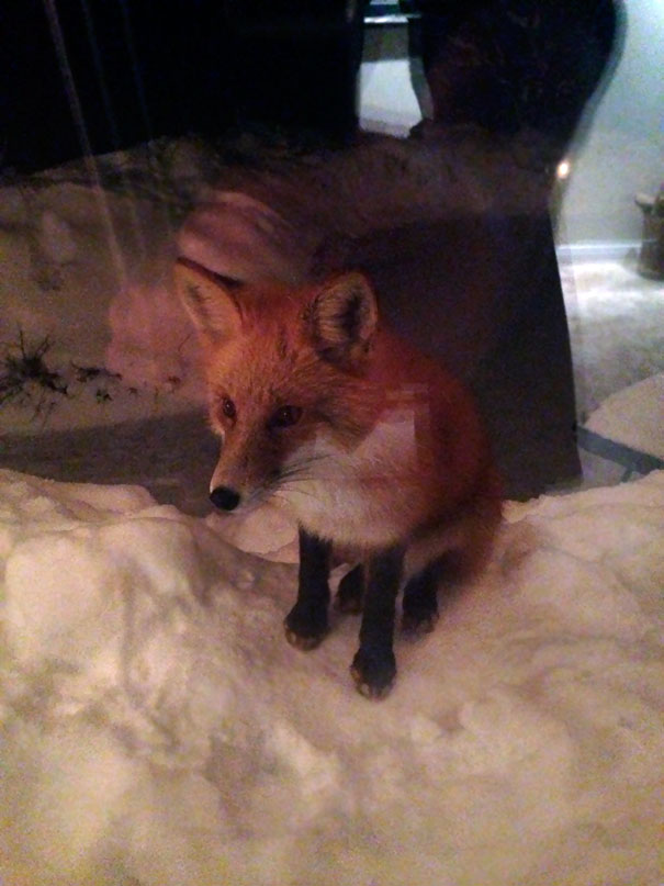 This Little Guy Was Watching Us Through The Window Tonight