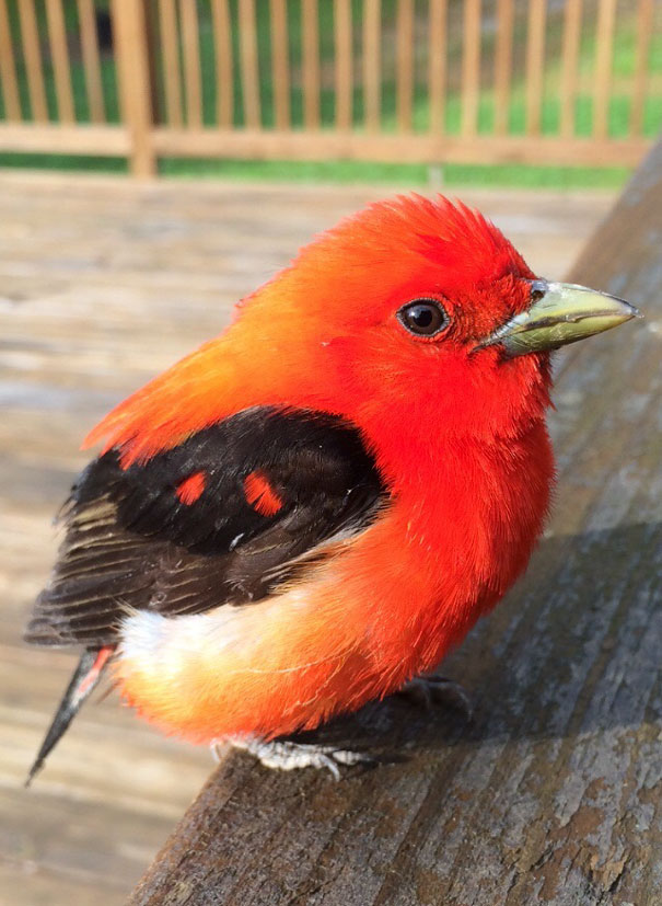Found This Fuzzy Little Guy Hanging Out On My Deck Yesterday