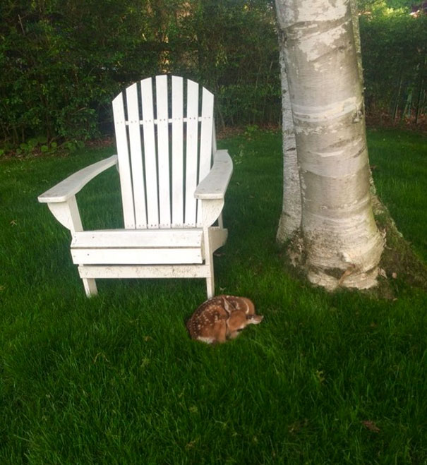 Saw This Little Guy While Working On Lawns This Morning