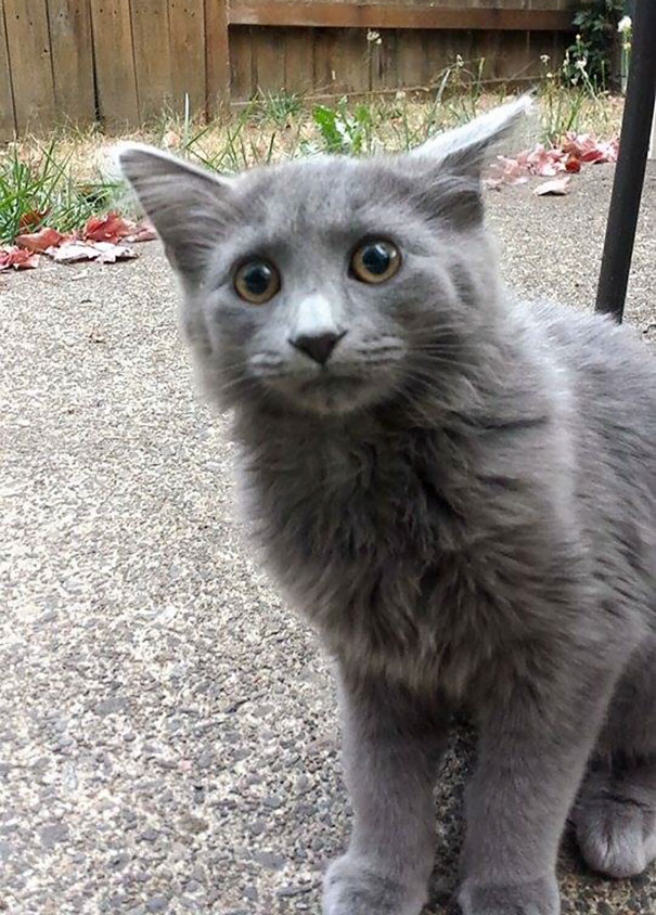 Met This Guy On My Back Patio This Morning