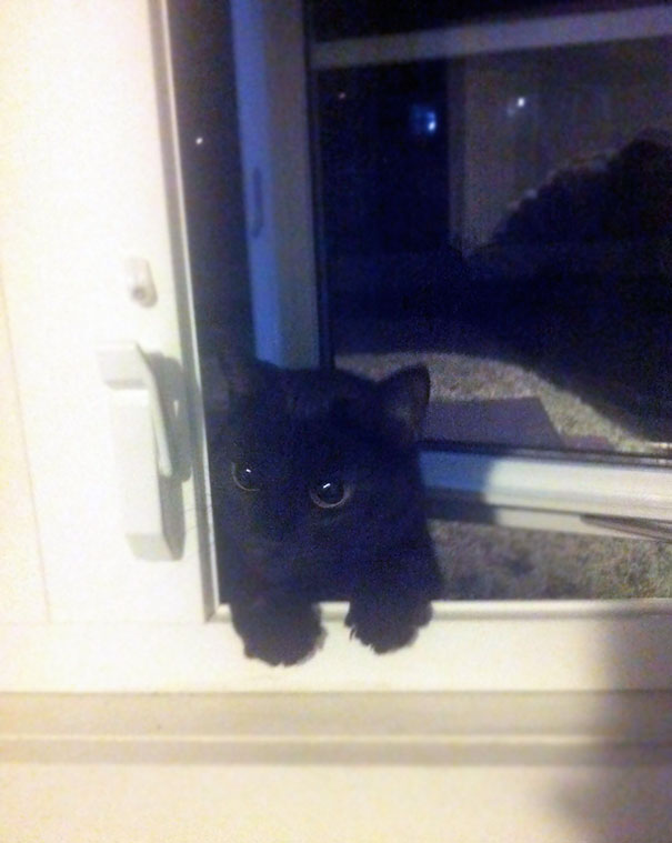 Had My Window Open To Have A Smoke When I Suddenly Heard Meowing. Turned Around To See This Guy