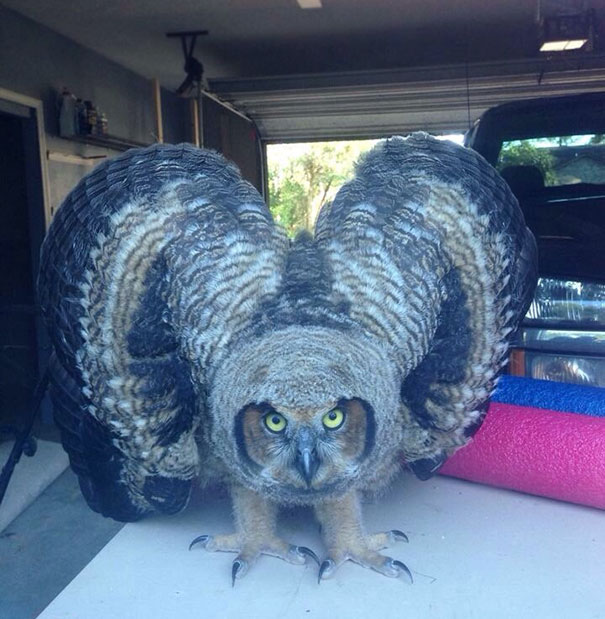 Saw This Frightening Guy In My Garage