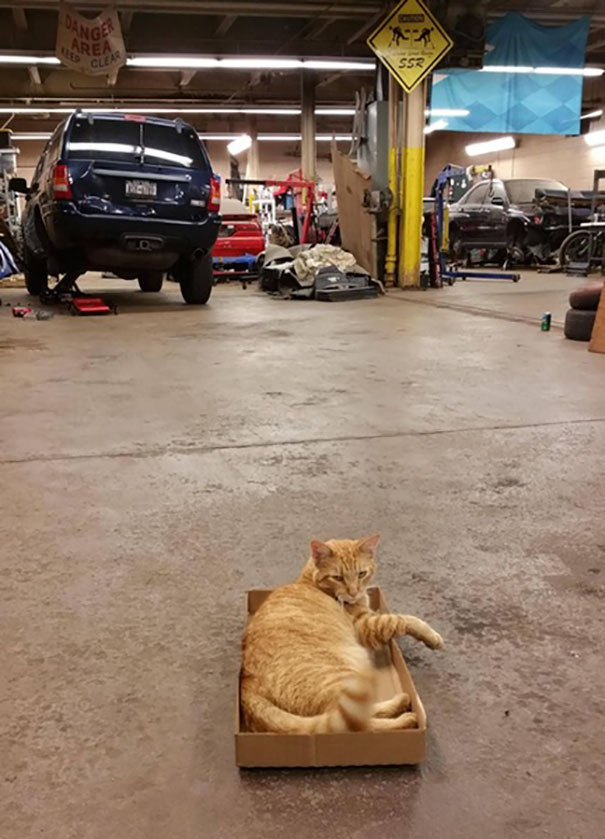 We Were Hearing Some Noises In Our Shop, So We Set A Live Trap And Caught This Guy