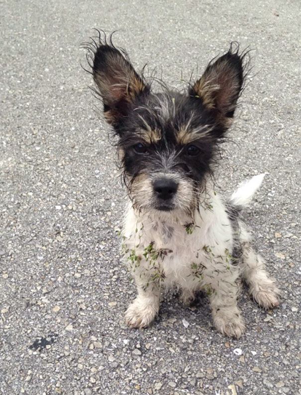 This Little Guy Showed Up At My Home And Wouldn't Leave. Guess He Is Mine