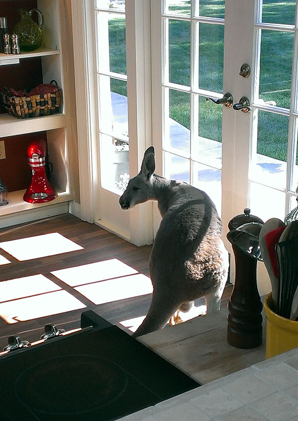 Heard Some Noise In The Kitchen And To My Surprise, Found This Guy Hopping Around