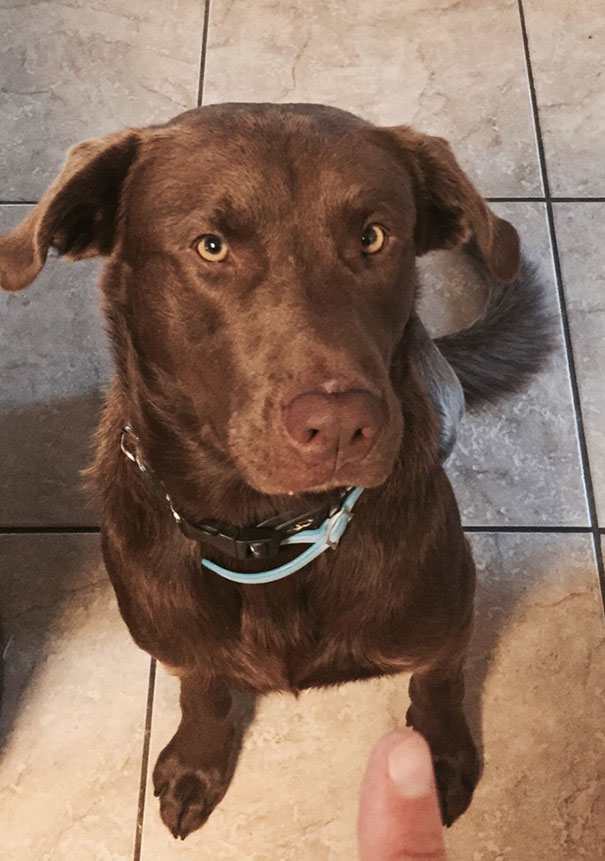 This Guy Came To My House On Labor Day And The Squatter Won't Leave. Checked Humane Society And He's A Free Agent. Our Vet Has Done His Thing. This Was His Look After His Procedure'. Welcome To The Family, Ranger