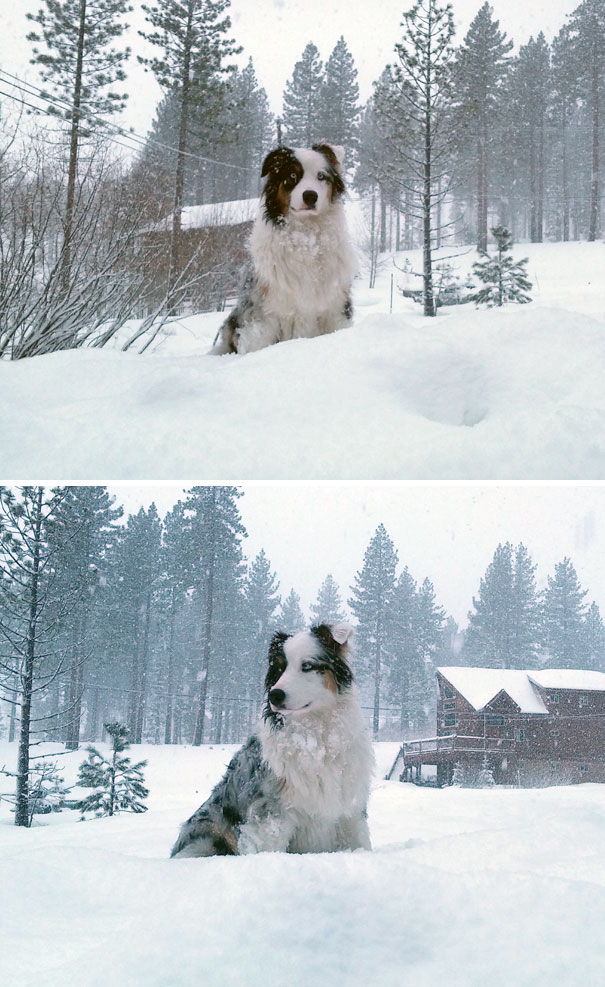 Got Another Visit From Frank The Snow Puppet While Shoveling Today