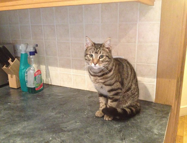 Just Going To My Kitchen And Saw Him. I Don't Have A Cat
