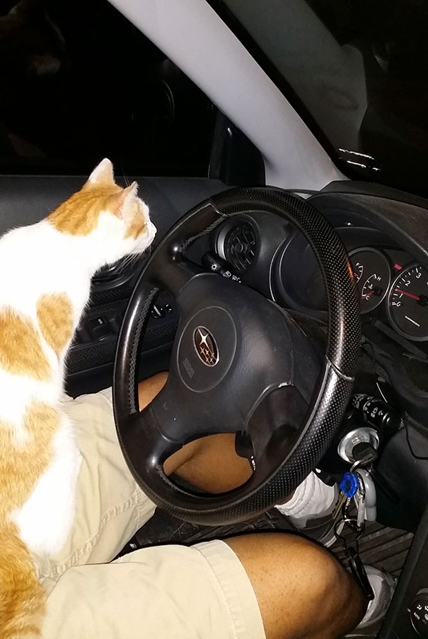 He Jumped In My Car And Wouldn't Let Me Leave Without Him. I Don't Own A Cat. Is This How You Get A Cat?