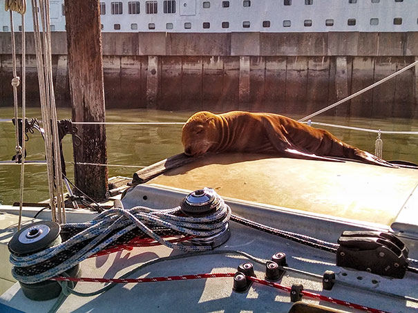 Found An Unexpected Guest Aboard My Boat This Morning