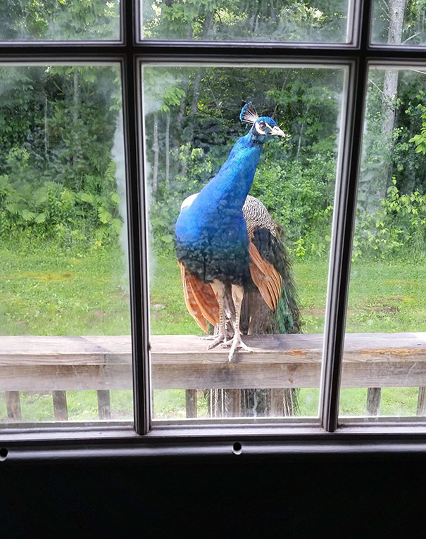 There Is A F*cking Peacock On My Back Porch