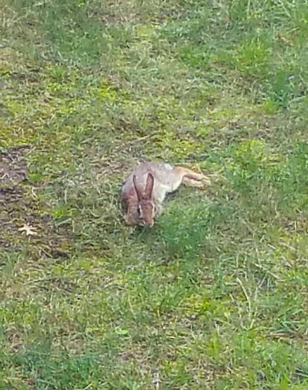 Everyday After Work I Have Some Beers On My Porch And This Little Lady Always Visits Me. Her Name Is Thumps. We're Homies