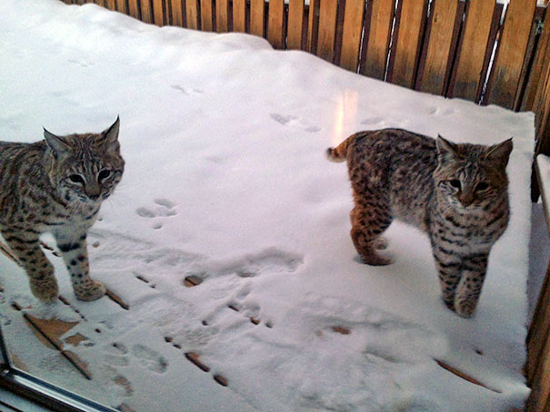 These Two Were On My Deck This Morning