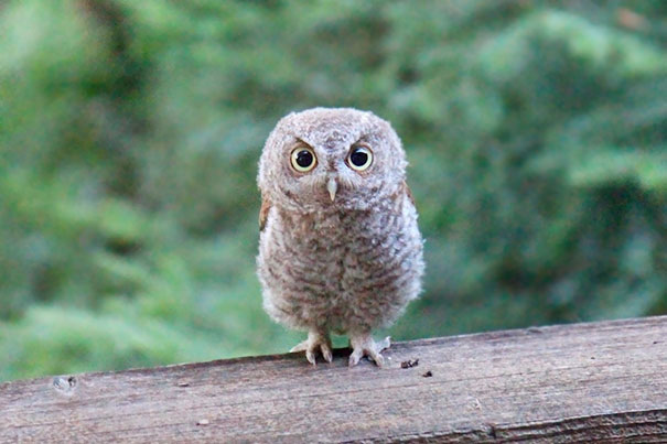 Saw This Guy On Our Back Deck