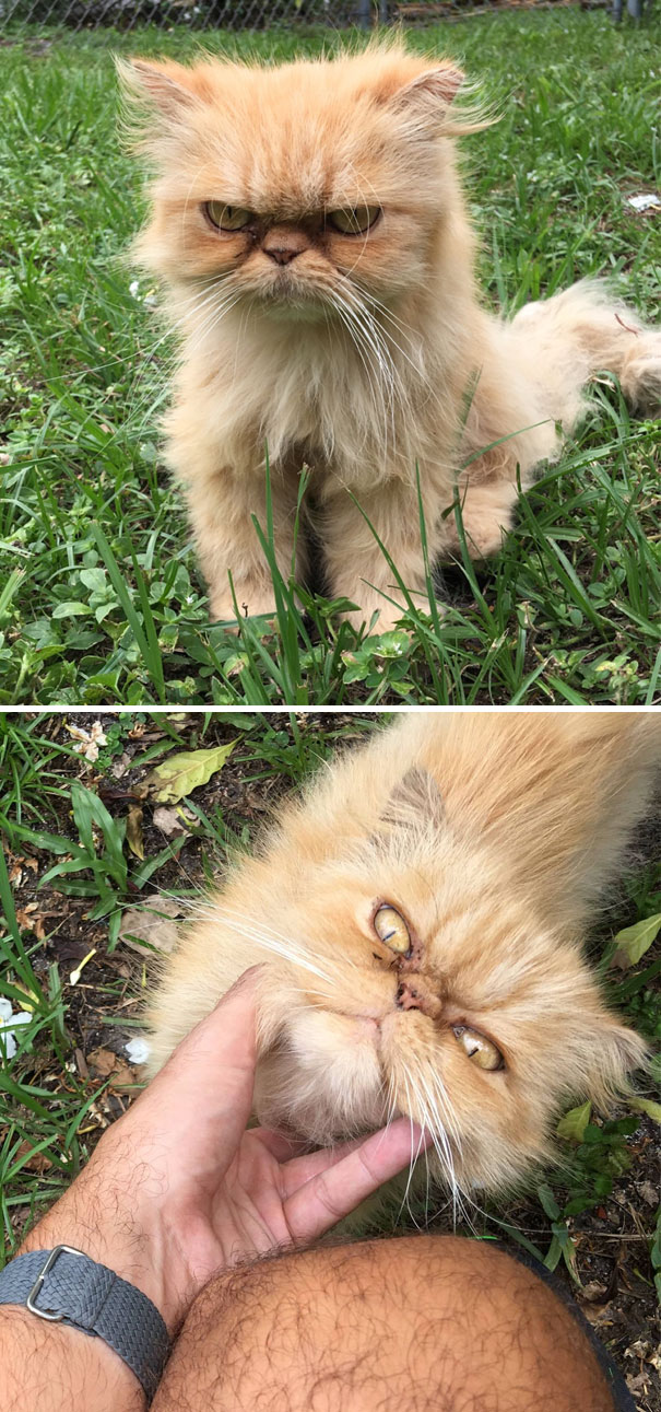 This Little Homeless Guy Just Showed Up At My Inspection