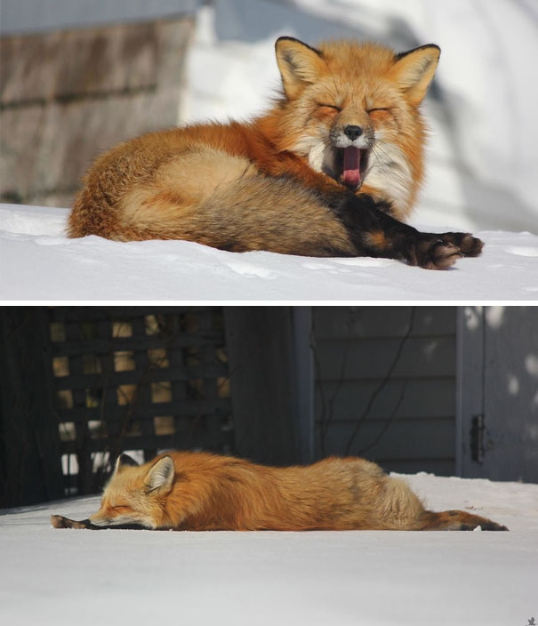 For The Last 3 Years I’ve Had A Couple Of Different Foxes Visit Me, But Just One Has Been There The Entire Time, And That Is My Good Buddy - Zorro The Fox