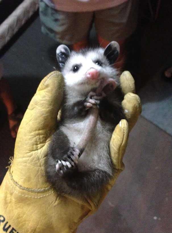 Cute Baby Opossum I Found In My House