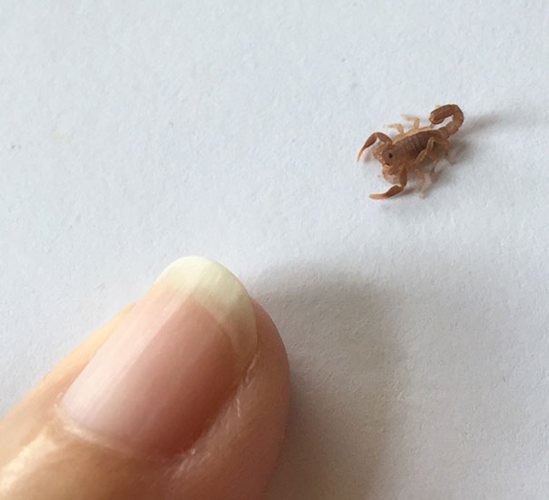 Found This Cute Little Guy In My Kitchen Sink