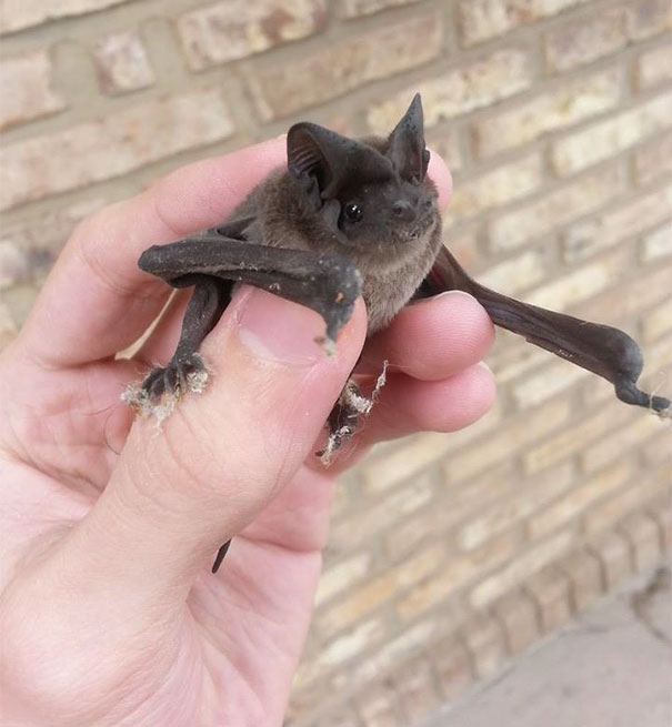 Little Guy Came To My House One Morning