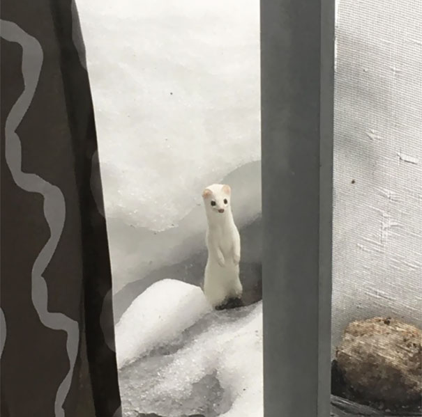 Did You Know How Cute A Weasel Is? Pretty Darn Cute, Apparently! Found This Guy On Our Deck Eyeing The Birds Suet