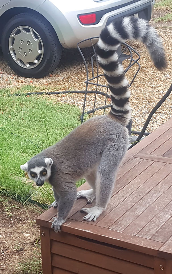 The Peaches On My Trees Are Starting To Ripen. The Local Peach Inspector Came By For A Visit