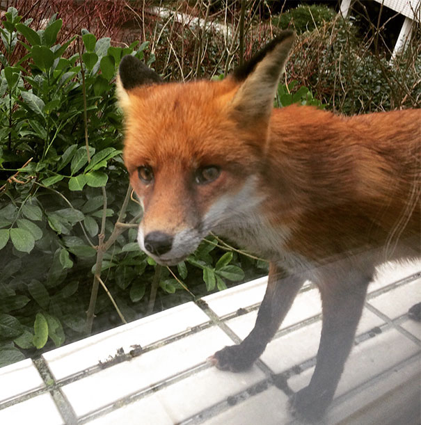 This Fox Came Up To The Window At My Work